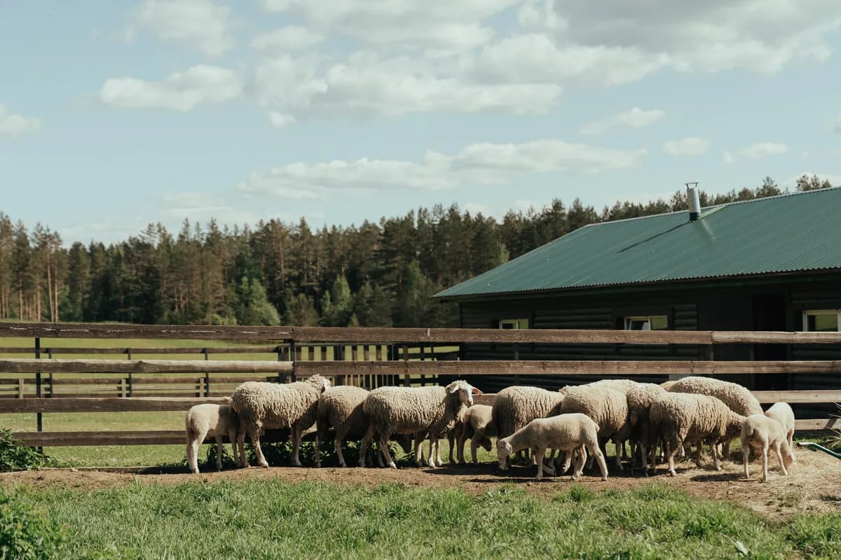 BookNoFees-voorbeeldbeeld: Skape in 'n omheinde weiding langs 'n skuur
