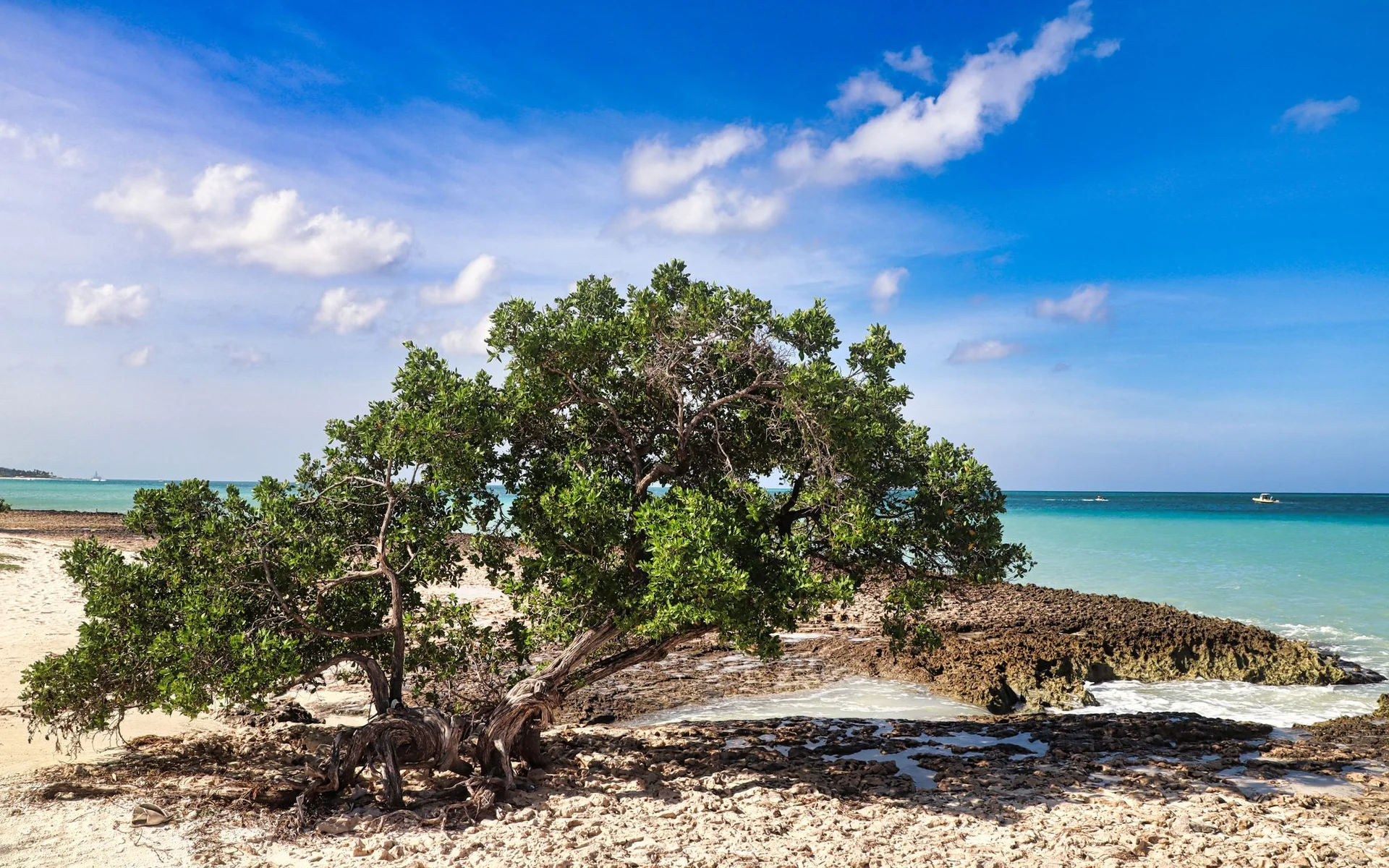 Divi-Divi-boom op die strand in Oranjestad, Aruba