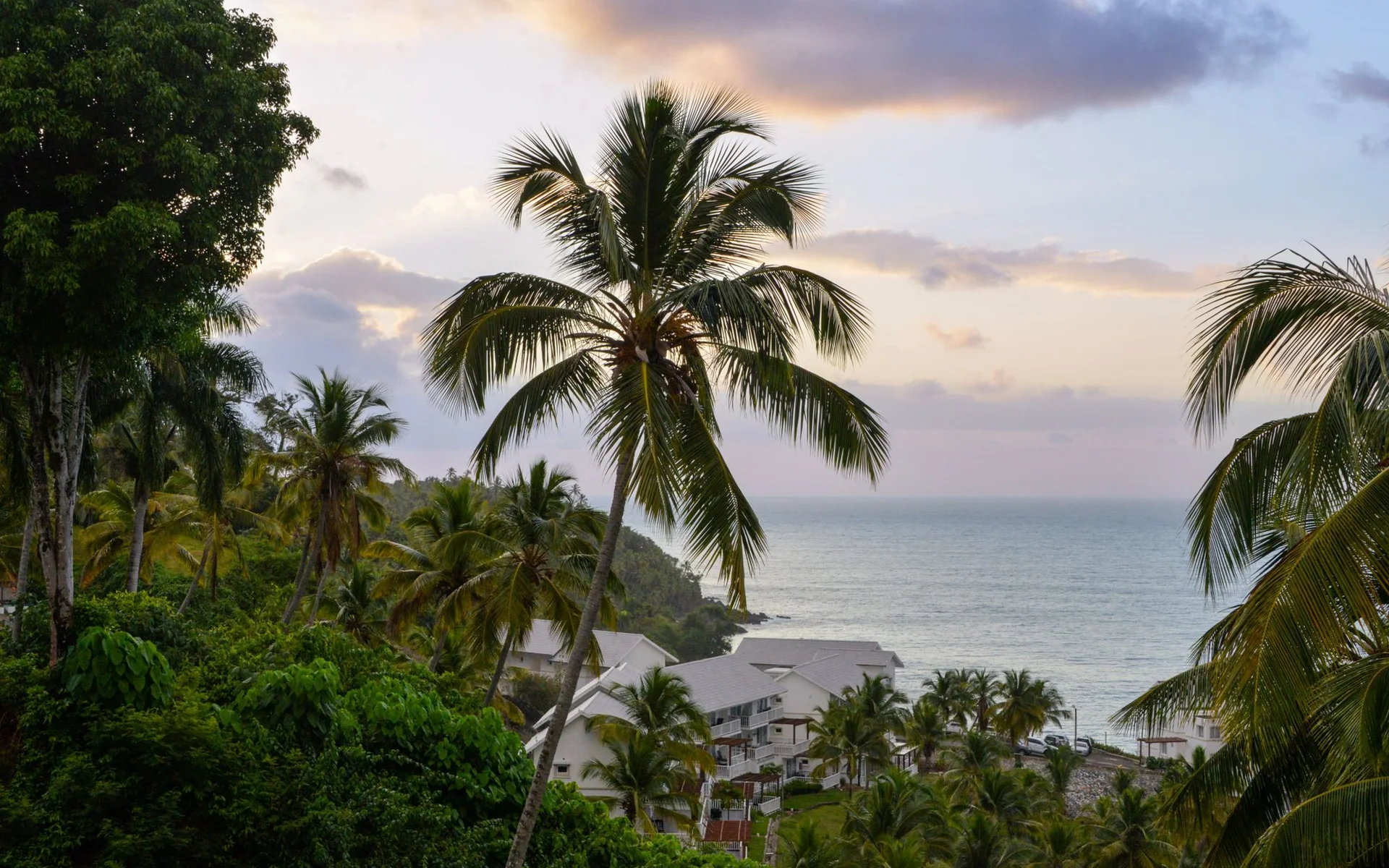 Palm Trees by the Sea in Samaná at Sunset